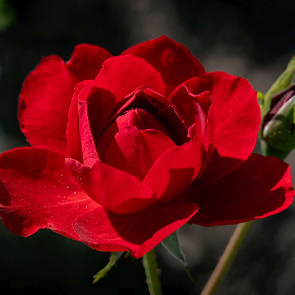 YouGarden Rose Garden Glamour Collection Bare Root 5 Pack Image 5