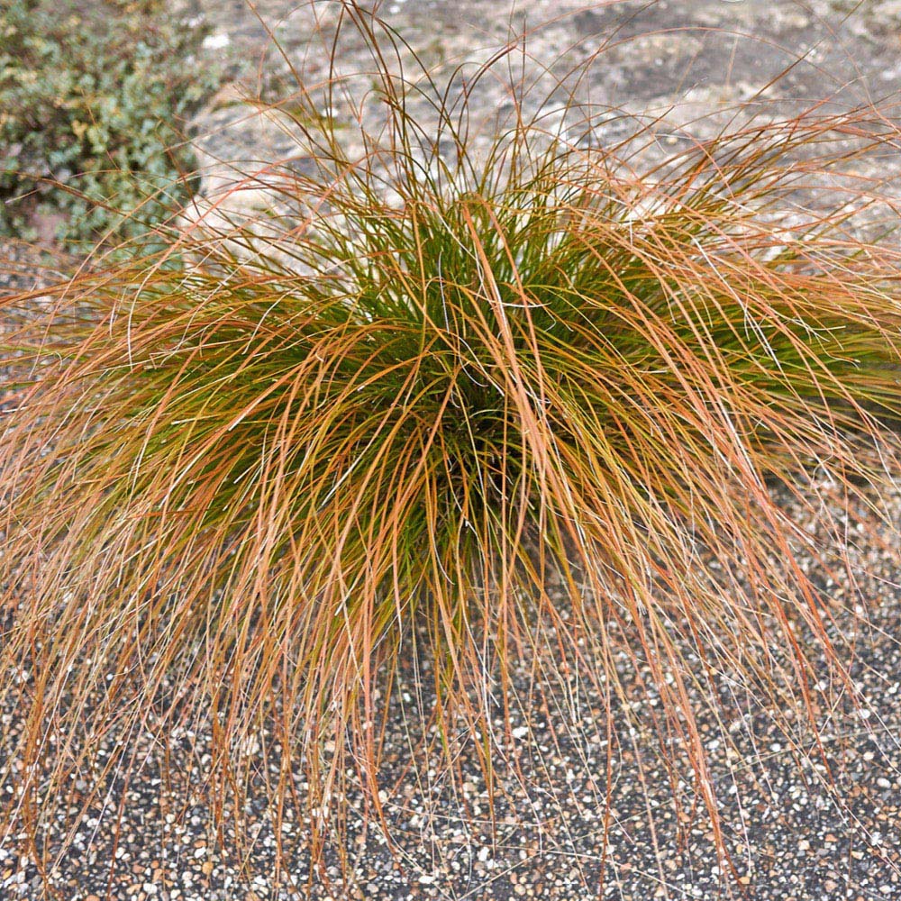 YouGarden Buchanans Sedge Grass Carex Buchananii Plant Pot 9cm 3 Pack Image 1