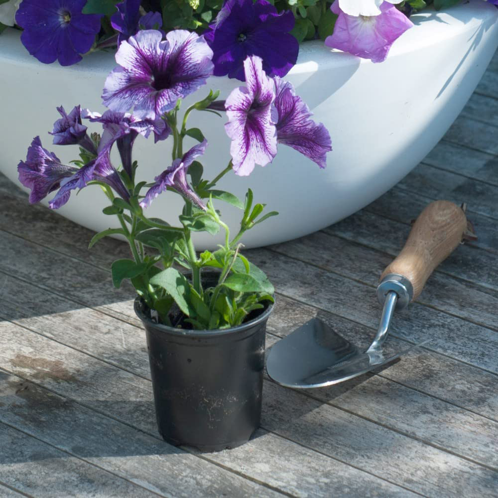 Thompson and Morgan Petunia Frenzy Grand Rapid Garden Ready Plant 15 Pack Image 5