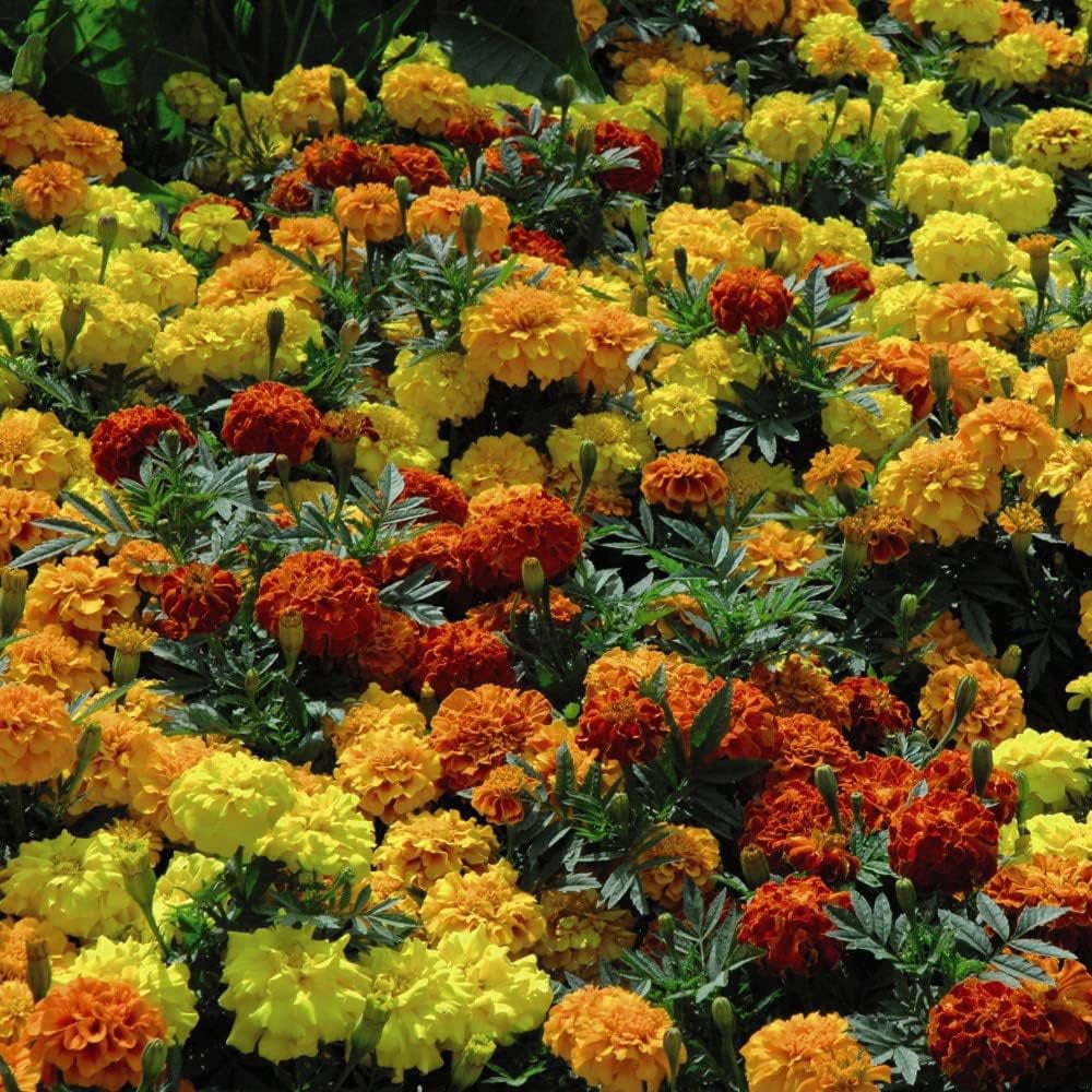 Thompson and Morgan Nurserymans Summer Favourites Garden Ready Plant 30 Pack Image 3