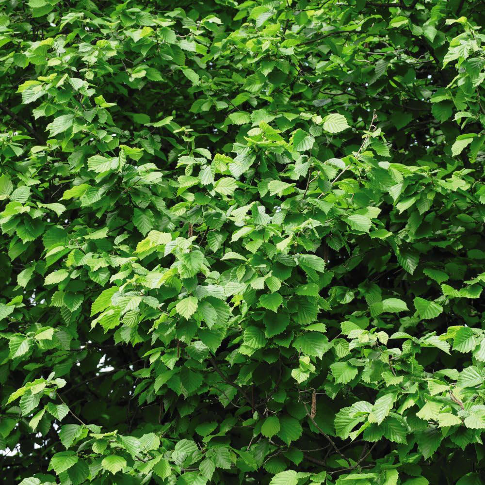 Thompson and Morgan Hedge Hazel Corylus Avellana Plant in Pot 3L Image 2