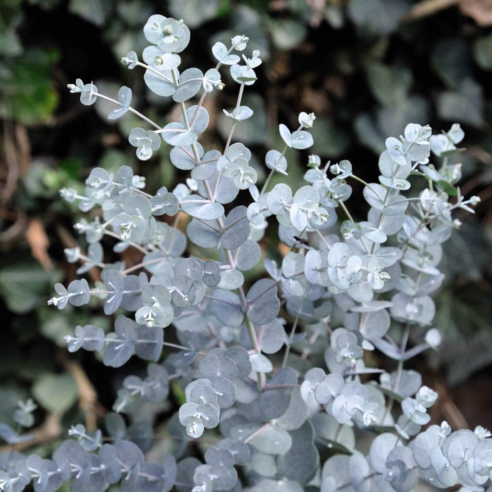 Thompson and Morgan Eucalyptus Gunnii Azura Plant Pot 9cm 6 Pack Image 1