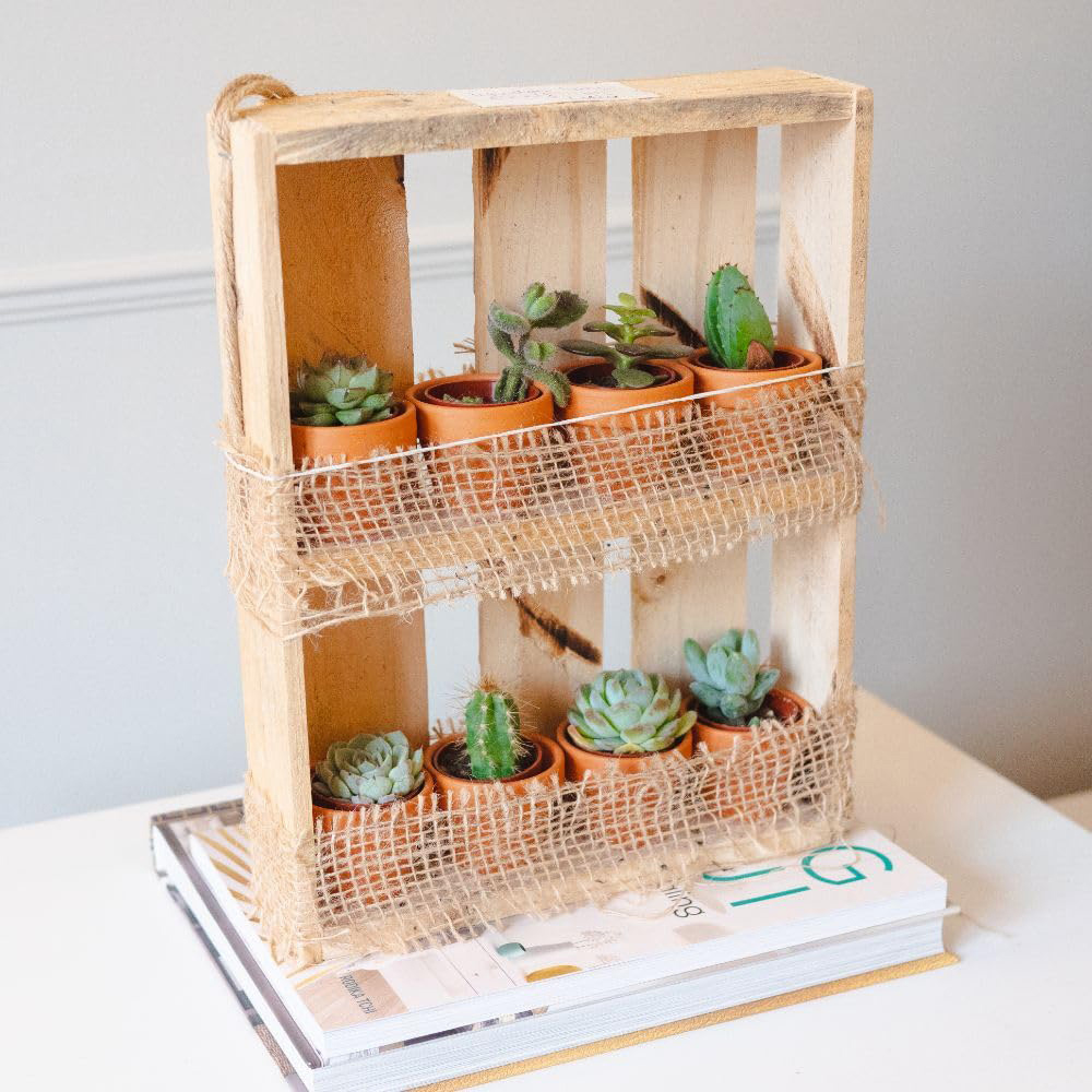 Thompson and Morgan 8 Succulent Plant Hanging Wooden Shelf 2 Pack Image 2