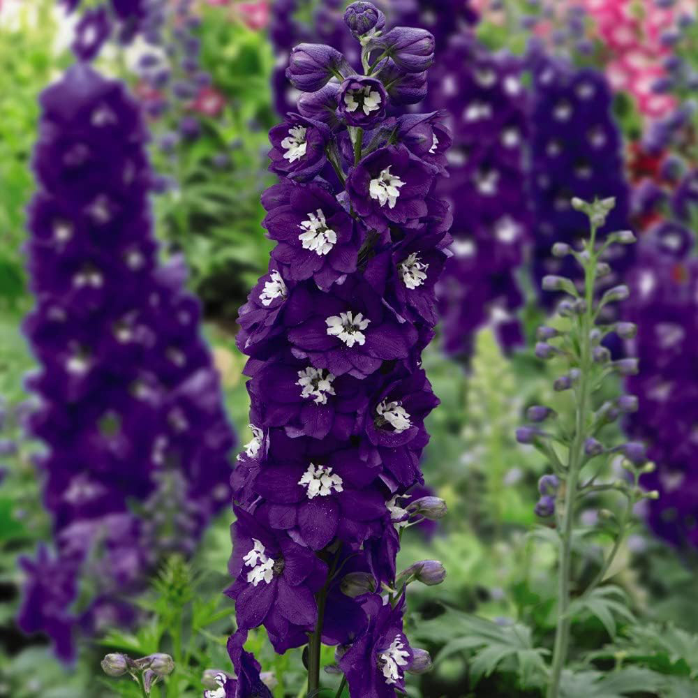 Thompson and Morgan Delphinium Magic Fountain Dark Blue and White Bee Plant Pot 9cm 2 Pack Image 3