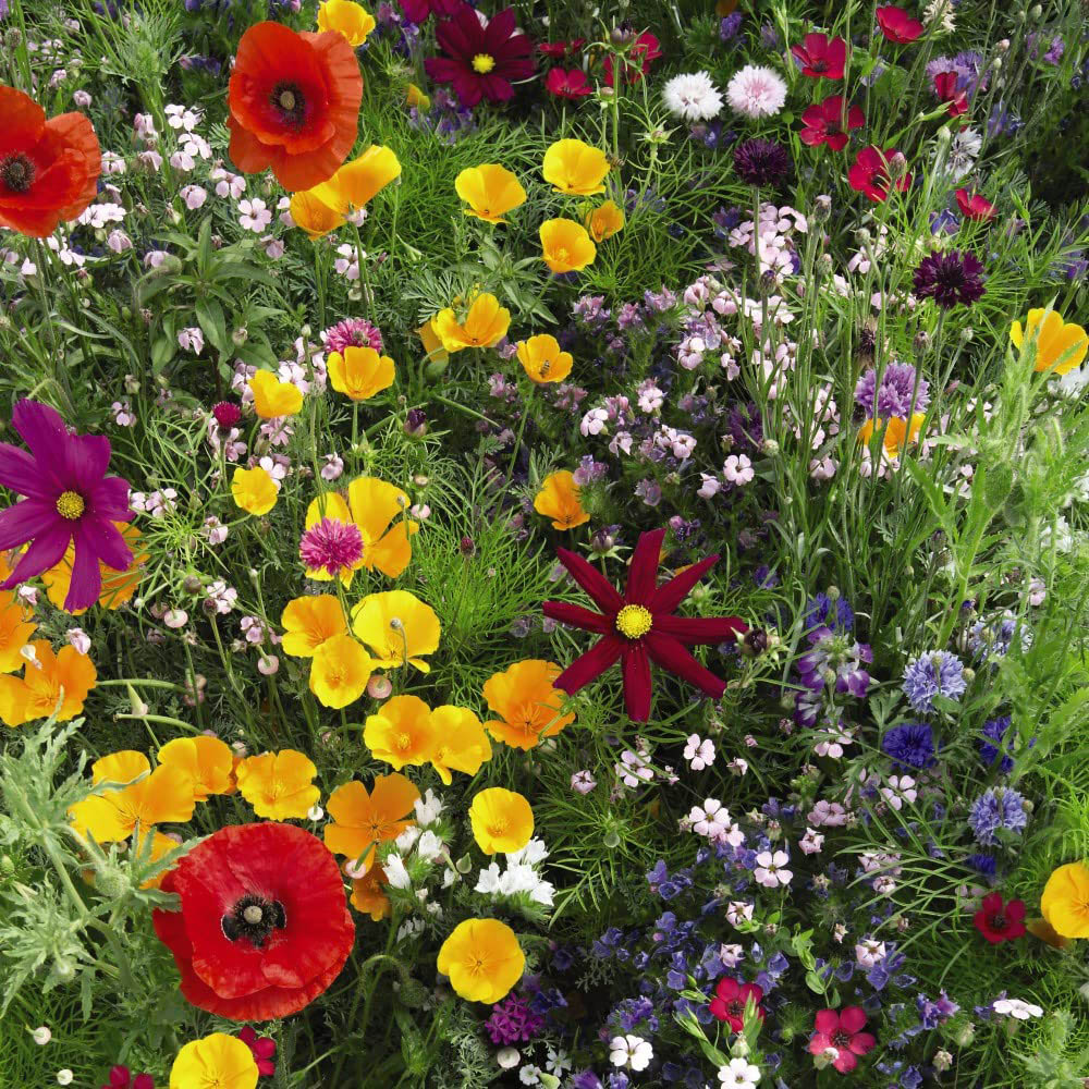 Thompson & Morgan Wild Flower Mix Seeds Image 2