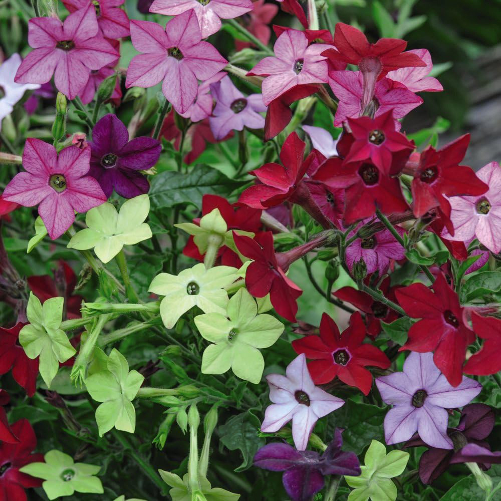 Thompson and Morgan Bedding Collection Garden Ready Plant 60 Pack Image 2