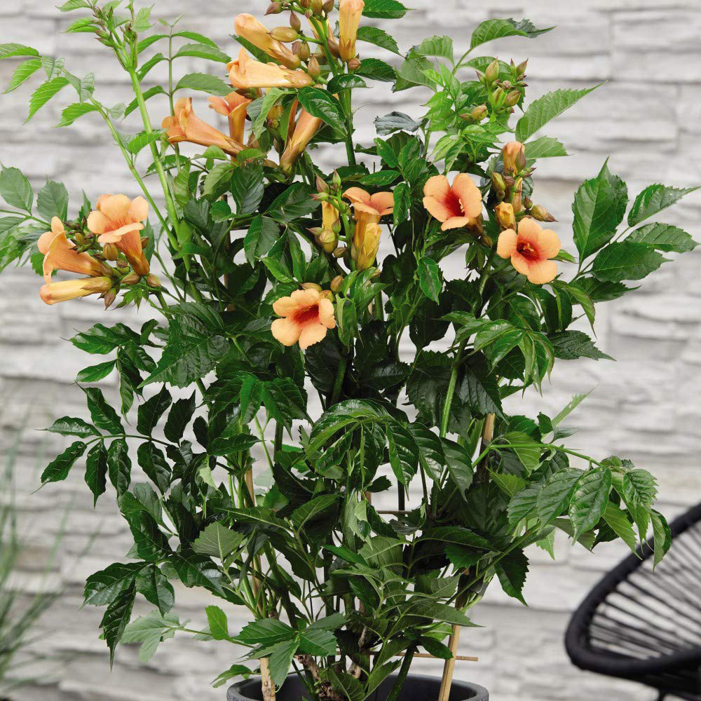 Thompson and Morgan Campsis Indian Summer Plant Pot 2L Image 3