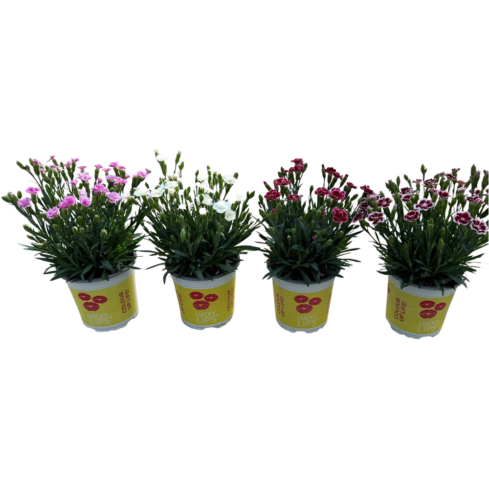Dianthus Lucky Lips Perennial Plant Image 2