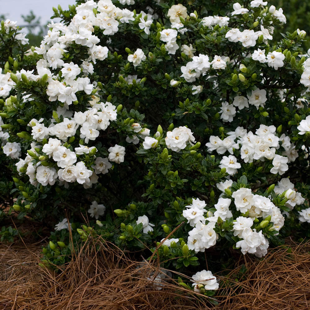 YouGarden Gardenia Crown Jewels Plant Pot 9cm 3 Pack Image 1