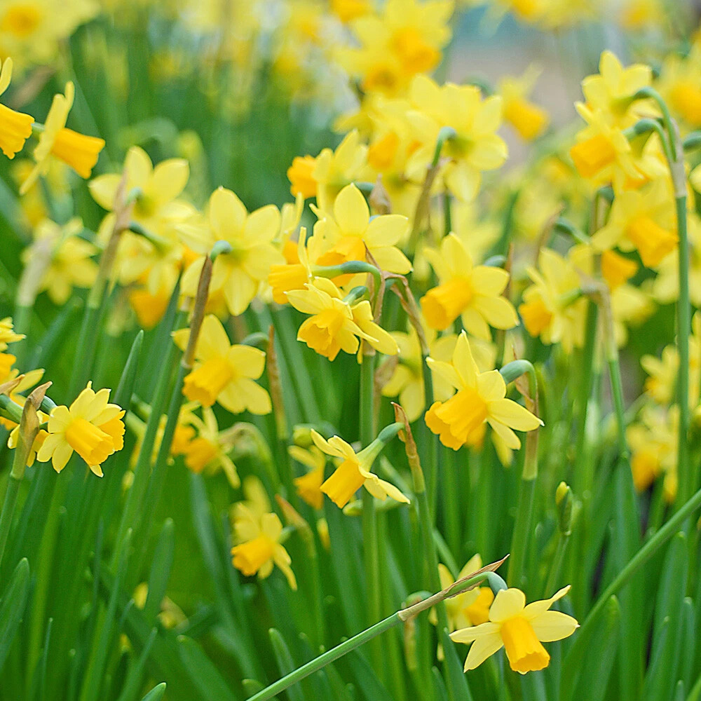 Thompson and Morgan Daffodil Tete-a-Tete Autumn Planting Bulb 80 Pack Image 6