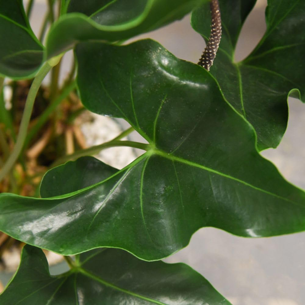 Thompson and Morgan Anthurium Arrow in Hydro Plant Pot 30cm 2 Pack Image 3