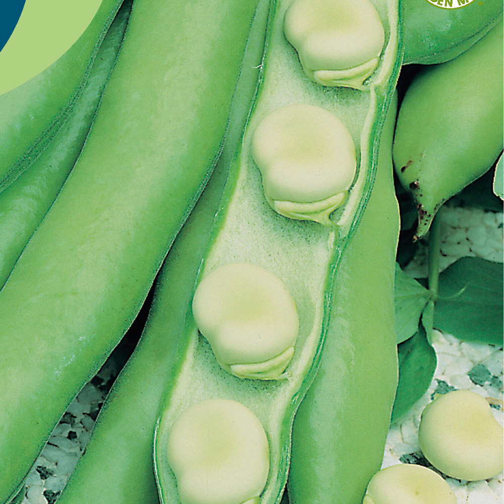 Broad Bean Witkiem Manita Seeds Image 2