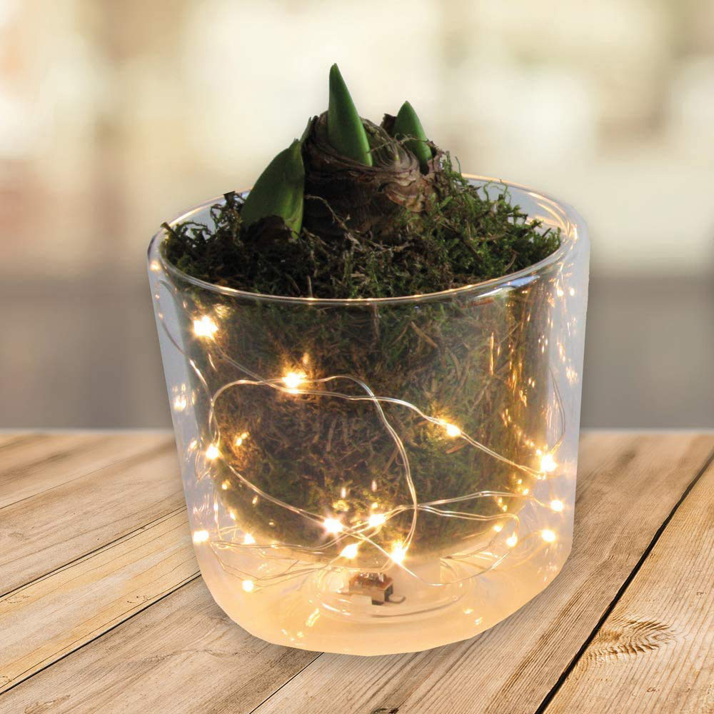 Thompson and Morgan Christmas Gift Amaryllis Plant Pot with LED 2 Pack Image 3