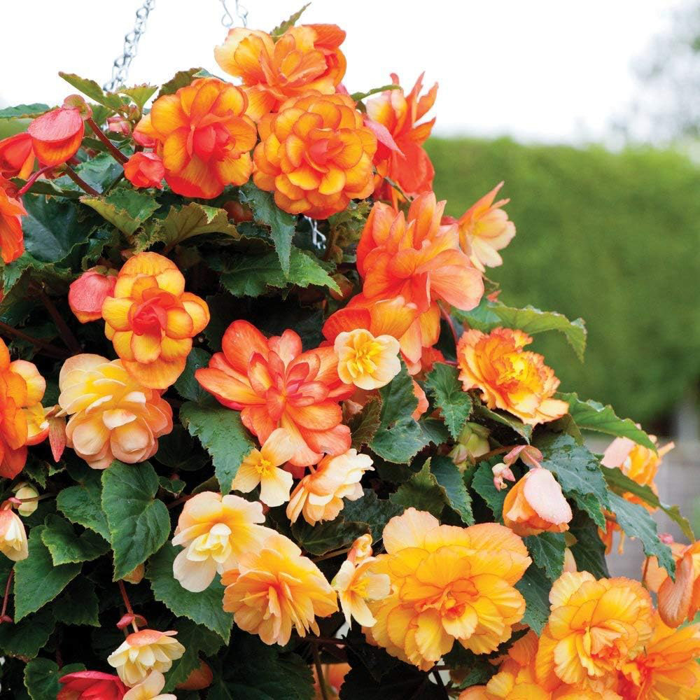 Thompson and Morgan Begonia Apricot Shades Tuber 5 Pack Image 5