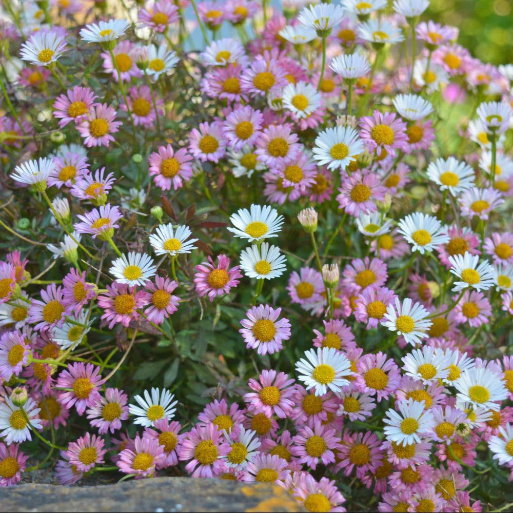 Thompson and Morgan Erigeron Karvinskianus Plant Pot 2L Image 3