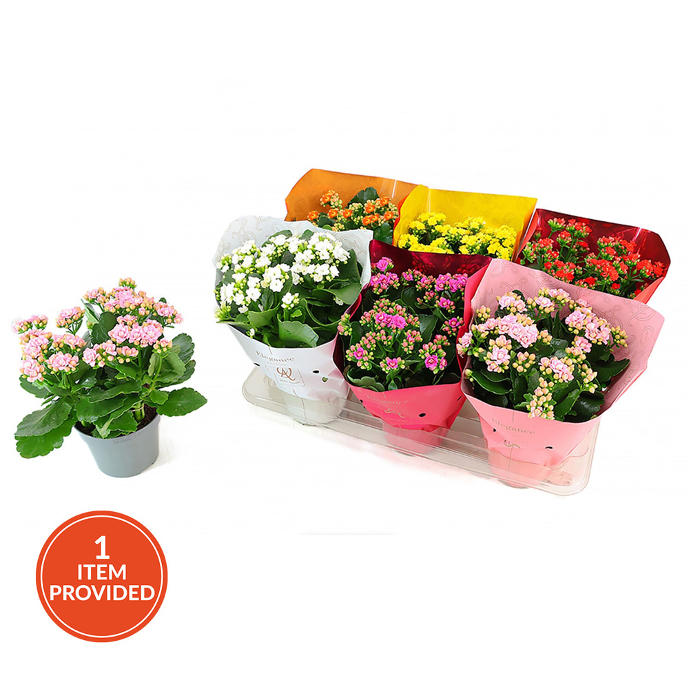 Kalanchoe Queen Flowering Plant Image 1