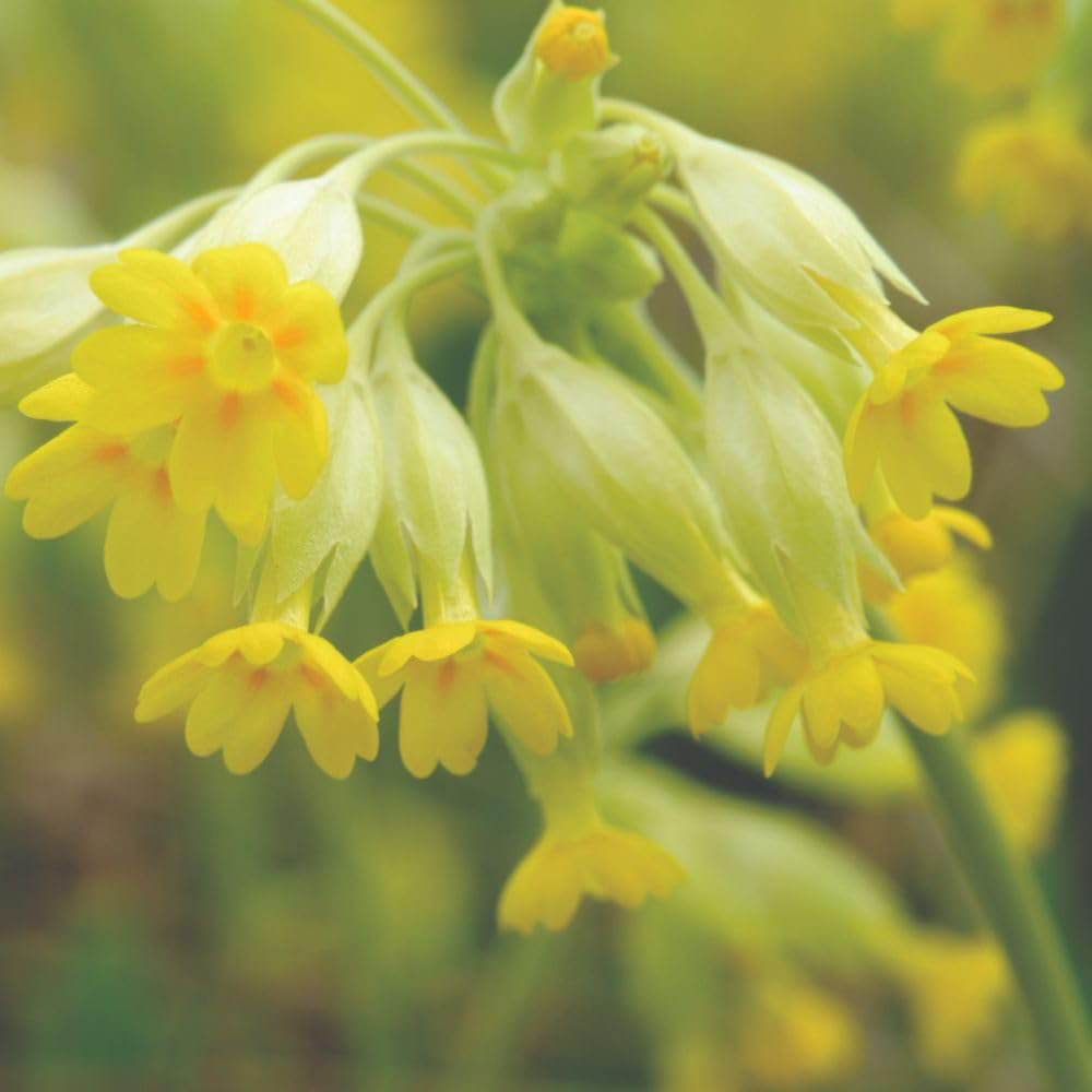 Thompson and Morgan Wildflower Wild Cowslip Primula Veris Seed Packet Image 2
