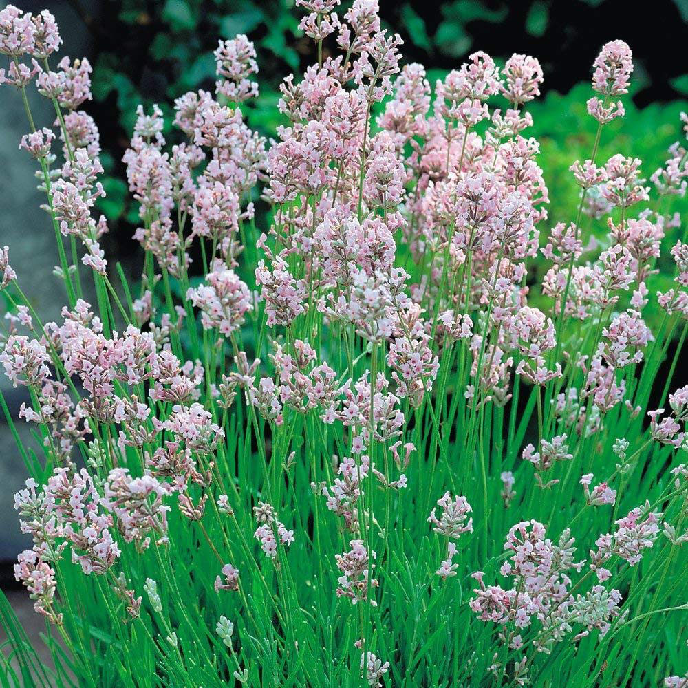 Thompson & Morgan Lavender Angustifolia Rosea Plant Pot 9cm 5 Pack Image