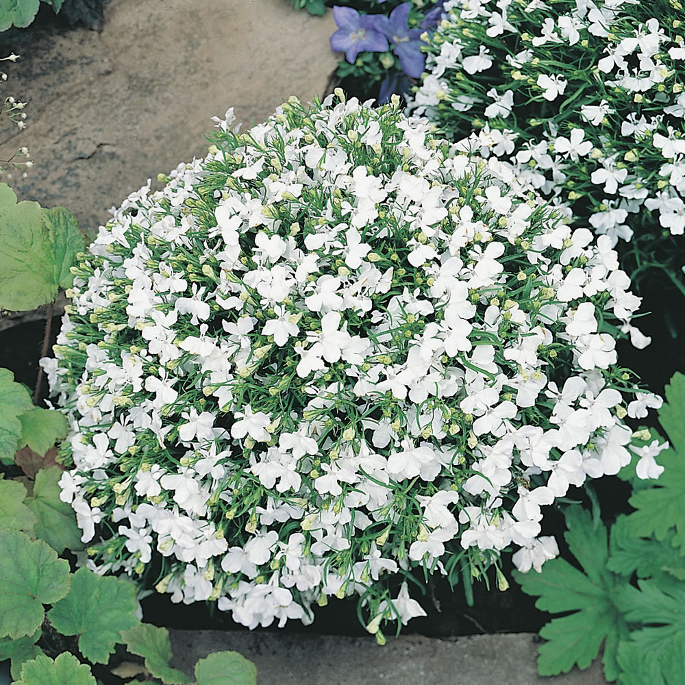 Johnsons Lobelia White Lady Flower Seeds Image 1