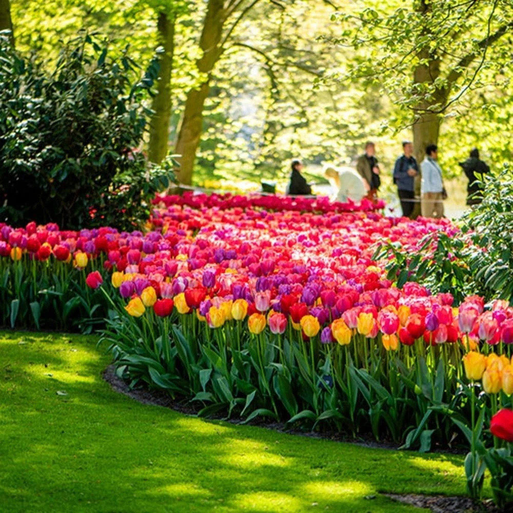 Thompson and Morgan Tulip Giant Collection Planting Bulb 40 Pack Image 6