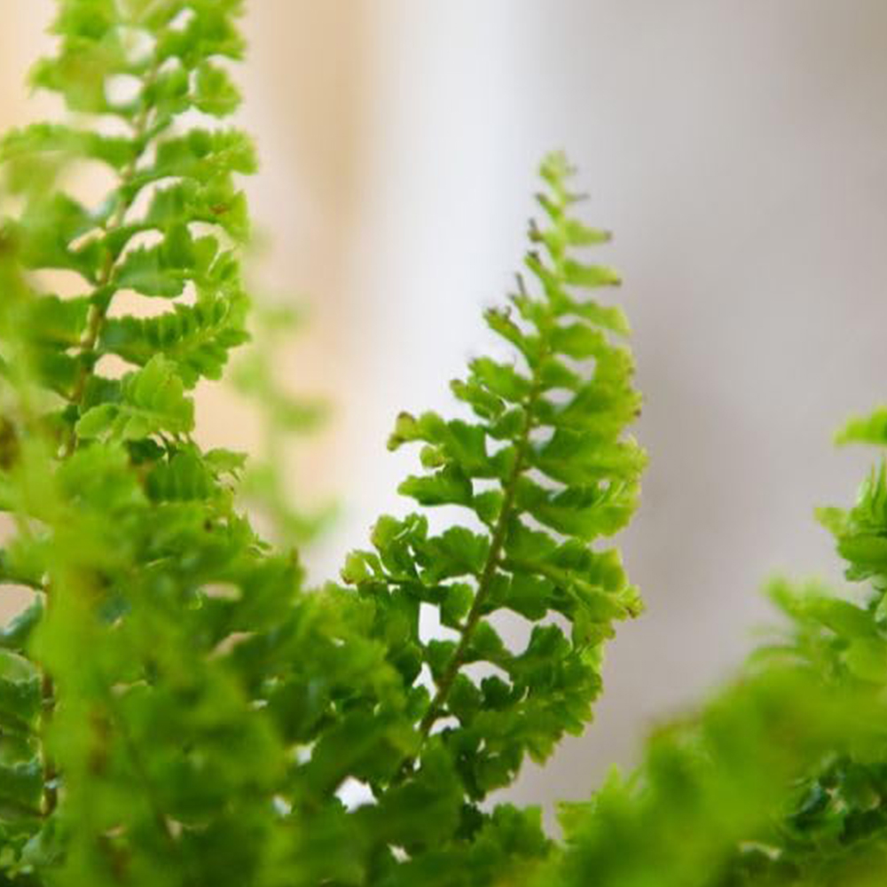 Thompson and Morgan Boston Fern Nephrolepis Exaltata Plant Pot 12cm 3 ...