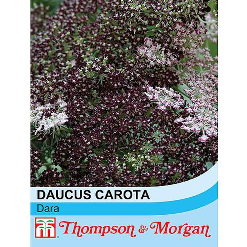 Thompson & Morgan Daucus Carota Dara Seeds Image 2
