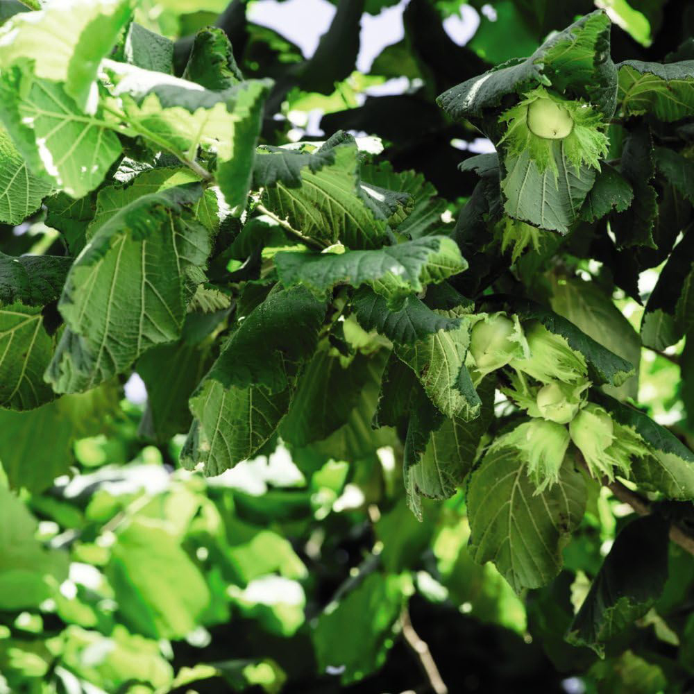 Thompson and Morgan Hedge Hazel Corylus Avellana Plant in Pot 3L Image 4