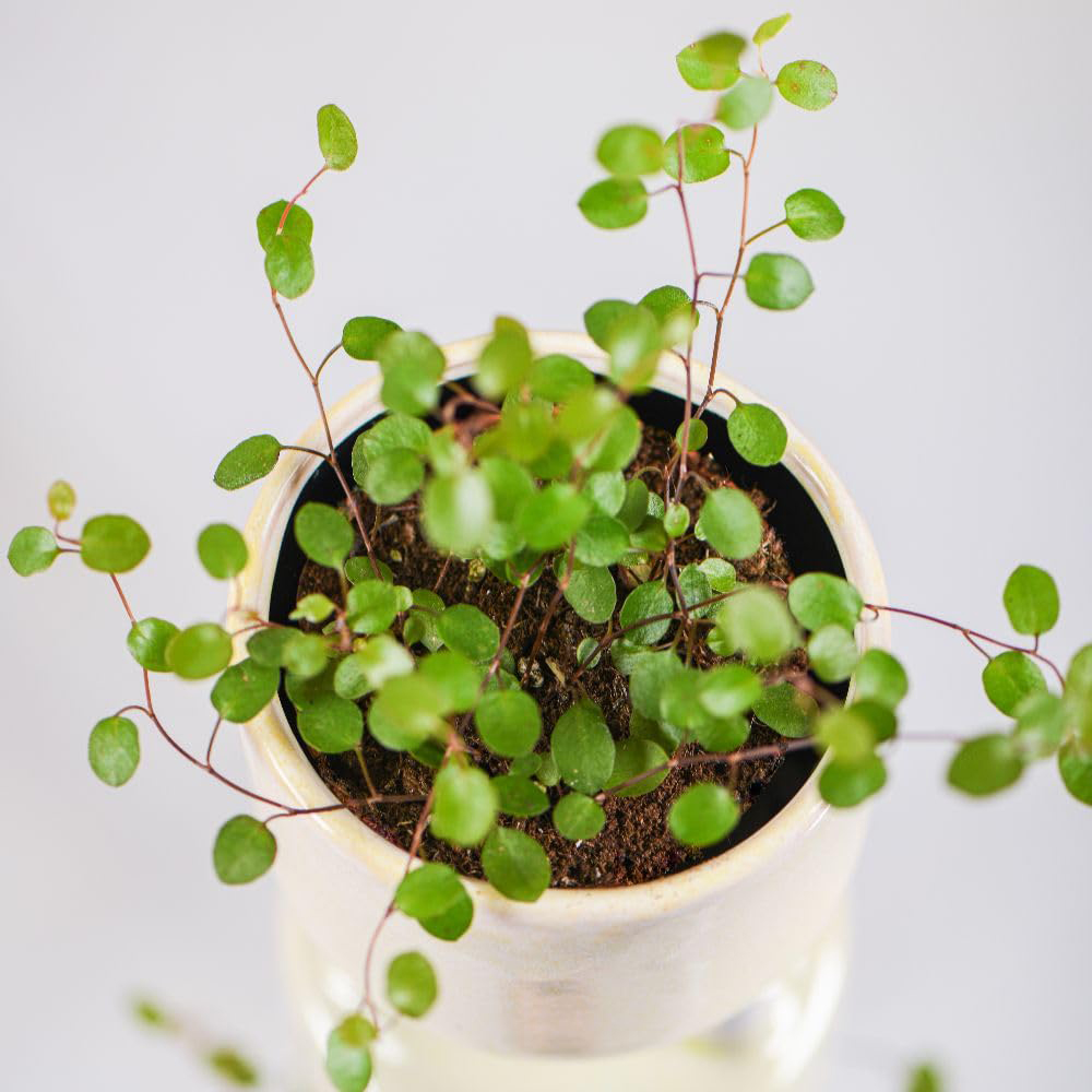 Thompson and Morgan Muehlenbeckia Maidenhair Vine Plant Pot 9cm 2 Pack Image 2