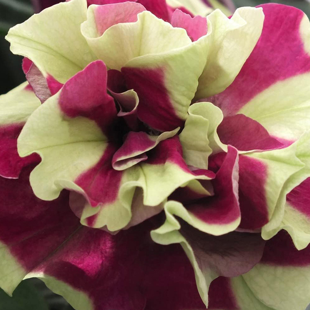 Thompson and Morgan Nurserymans Choice Petunia Postiplugs 20 Pack Image 2