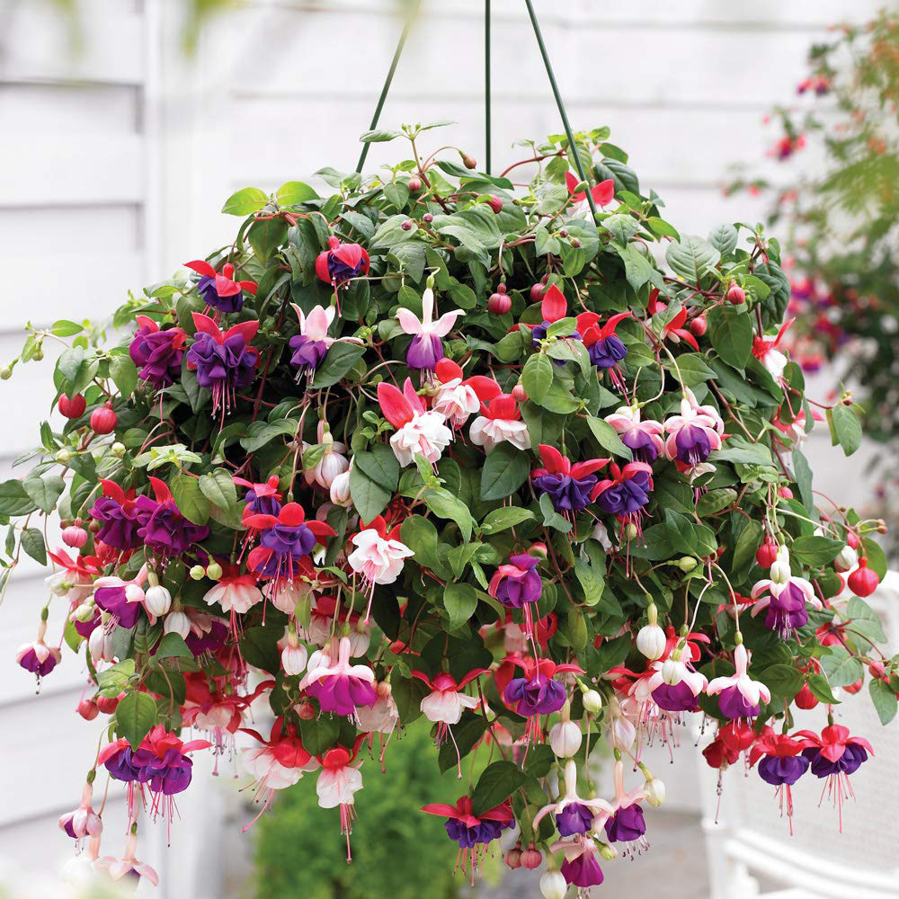 Thompson and Morgan Fuchsia Trailing Preplanted Hanging Basket 20cm Image 1