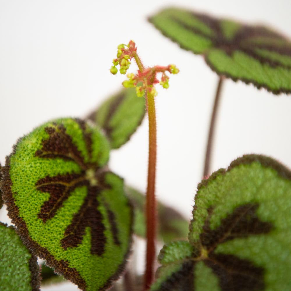 Thompson & Morgan Begonia Masoniana Jungle Rock 12cm 2 Pack Image 4