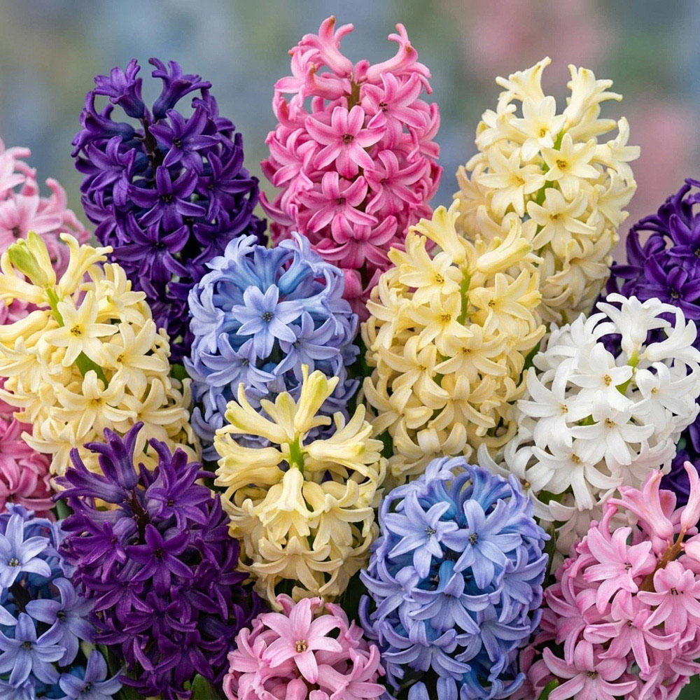Thompson and Morgan Hyacinth Pagoda Mix Autumn Planting Bulb 20 Pack Image 1