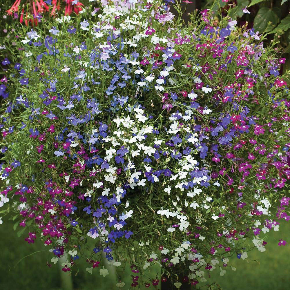 Thompson and Morgan Lobelia Cascade Garden Ready Plants 15 Pack Image 4