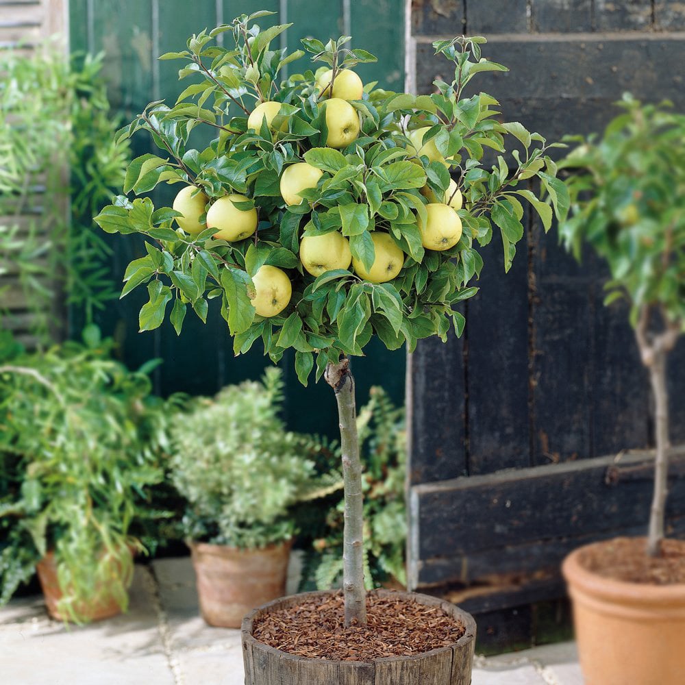 Thompson and Morgan Fruit Miniature Tree Collection Pot 9cm 3 Pack Image 6