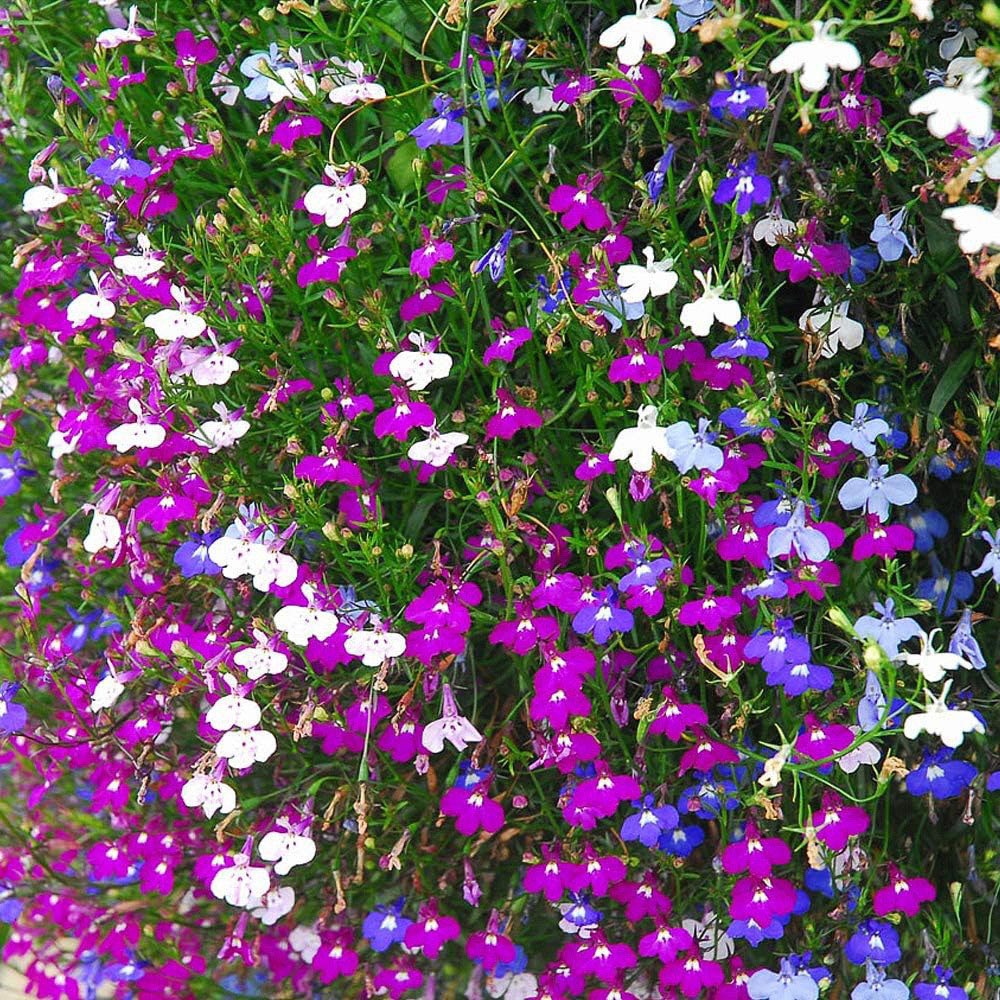 Thompson and Morgan Lobelia Ultra Cascade Improved Mixed Plant Plug 36 Pack Image 1