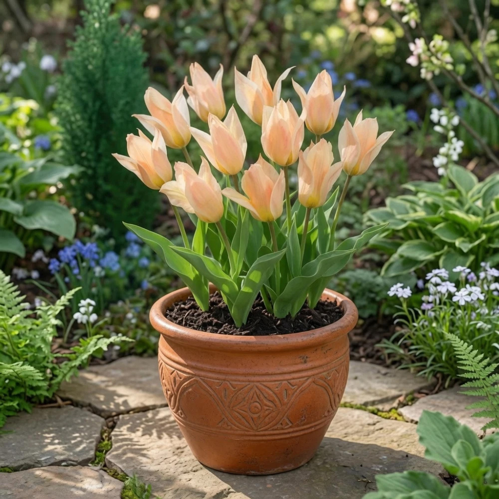 Thompson and Morgan Tulip Fur Elise Planting Bulb 8 Pack Image 3