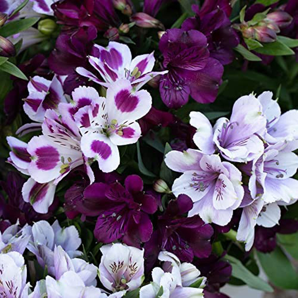 Thompson and Morgan Alstroemeria Inticancha Purple Passion Collection Jumbo Plugs 6 Pack Image 1