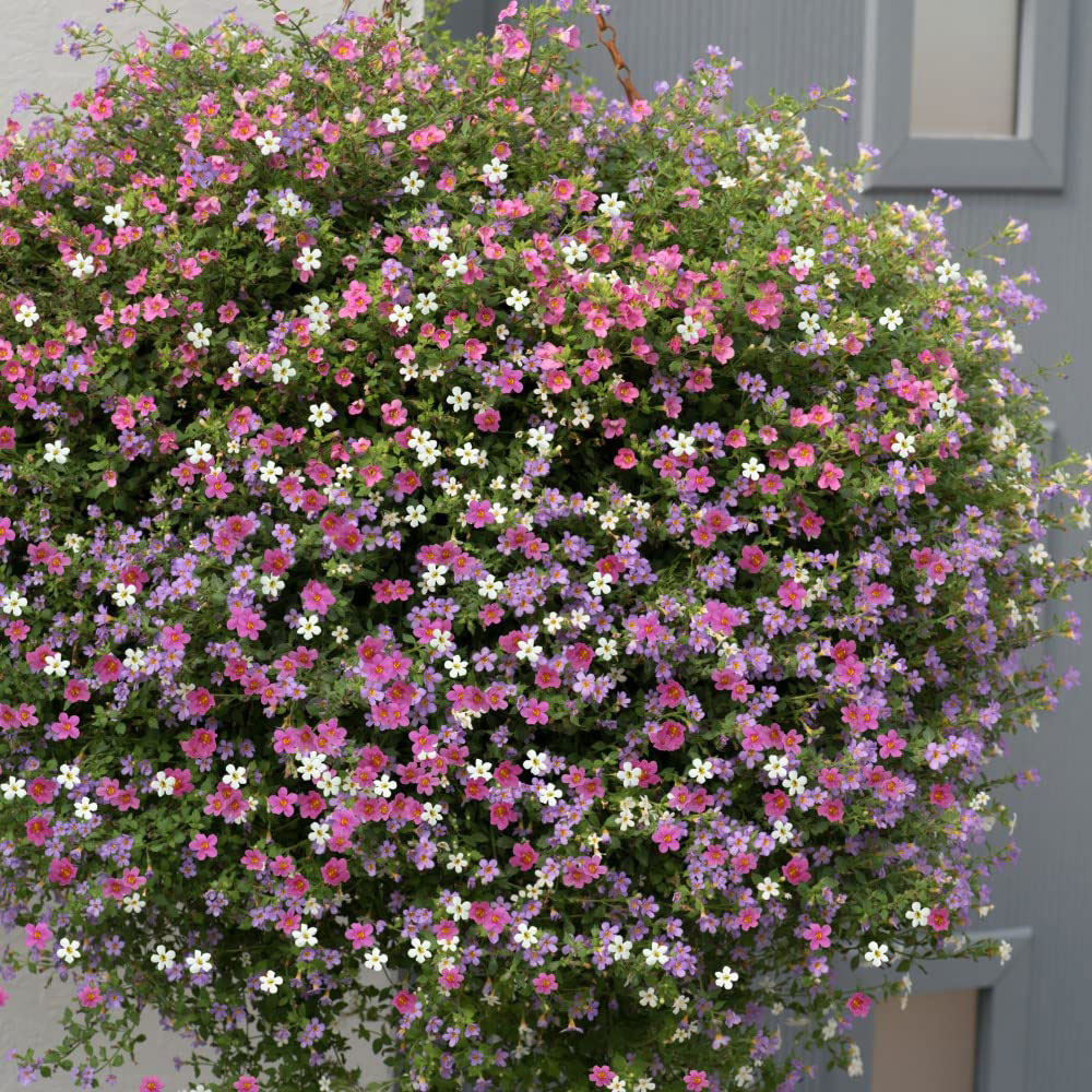 Thompson and Morgan Bacopa Topia Mixed Garden Ready Plant 30 Pack Image 3