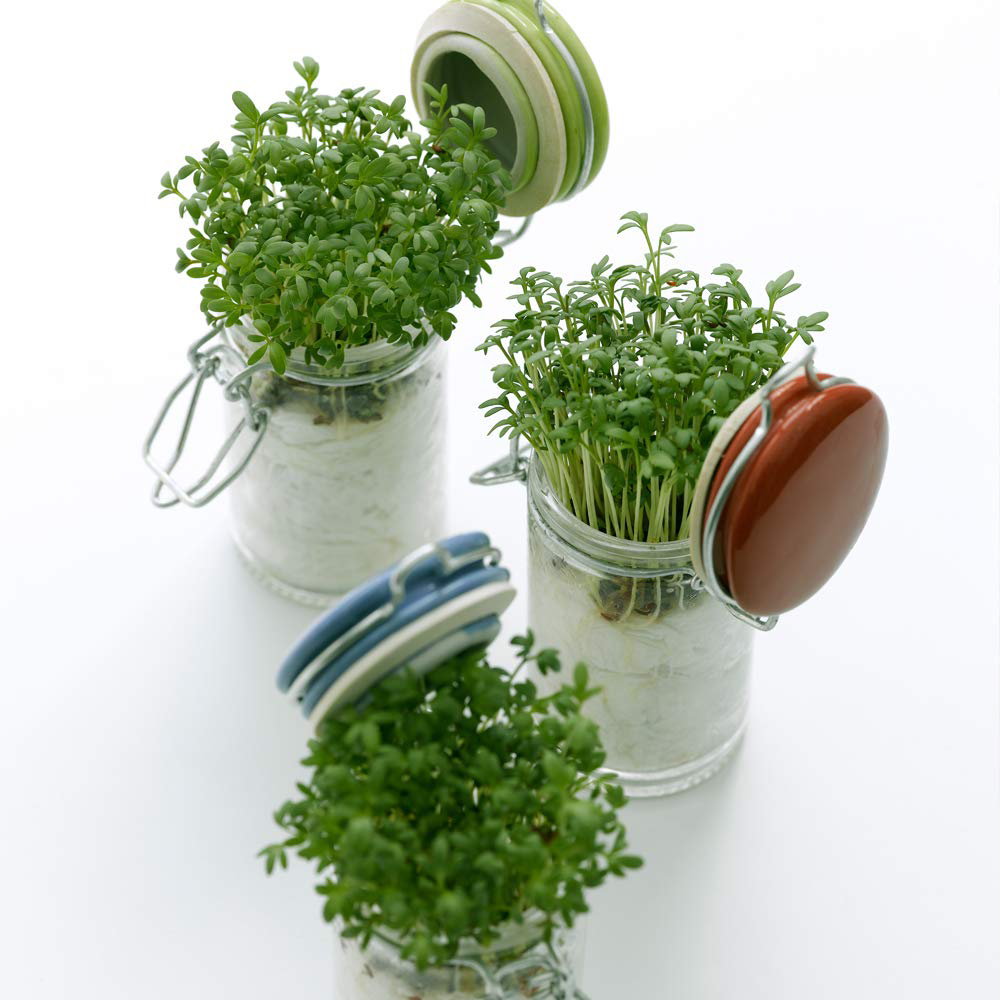 Thompson and Morgan Cress Seeds Image 2