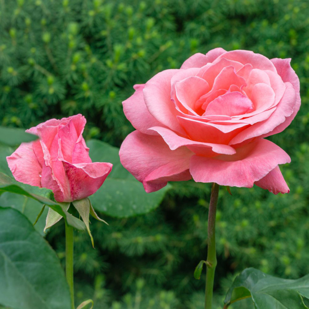 Thompson and Morgan Rose Queen Elizabeth 1 Bare Root Image 2