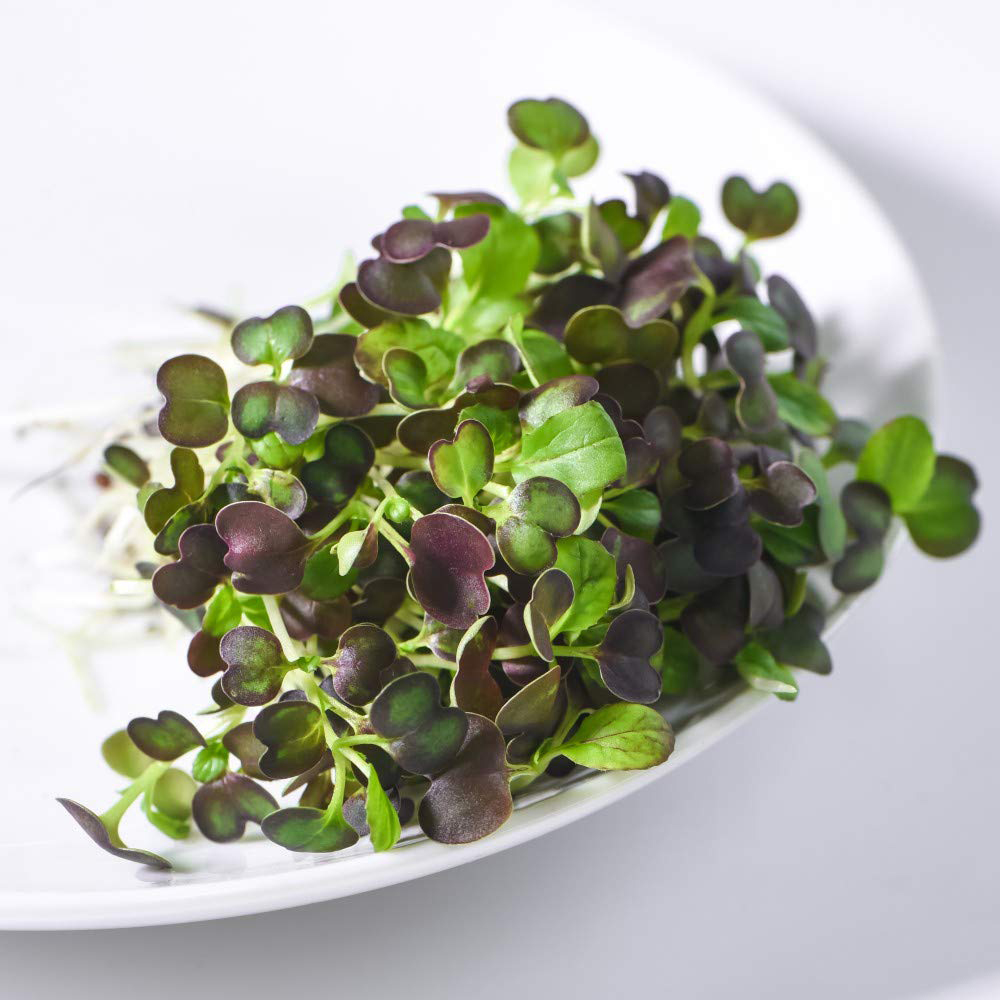 Thompson & Morgan Microgreens Pak Choi Purple Rain F1 Seeds Image 2