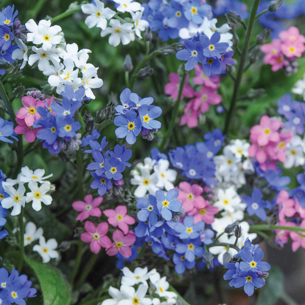 Thompson and Morgan Myosotis Forget Me Not Garden Ready Plant 30 Pack Image 4