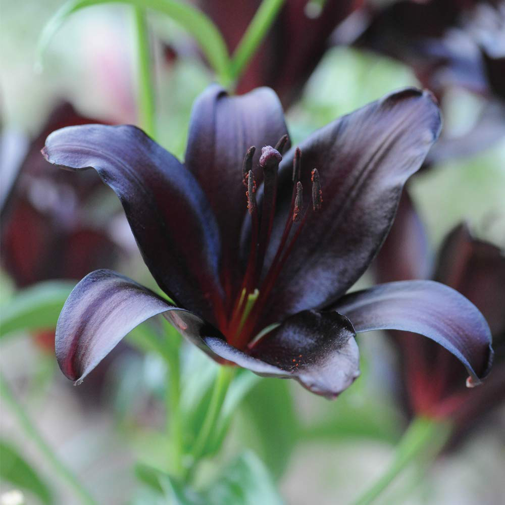 Thompson & Morgan Lily Black Jewel Planting Bulb 10 Pack Image 4