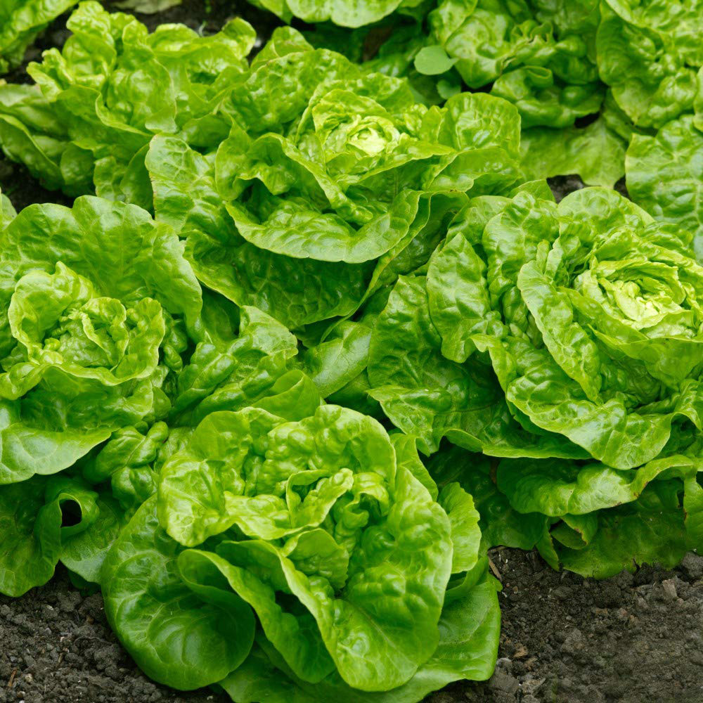 Thompson and Morgan Lettuce Butterhead Tom Thumb Seeds Image 2