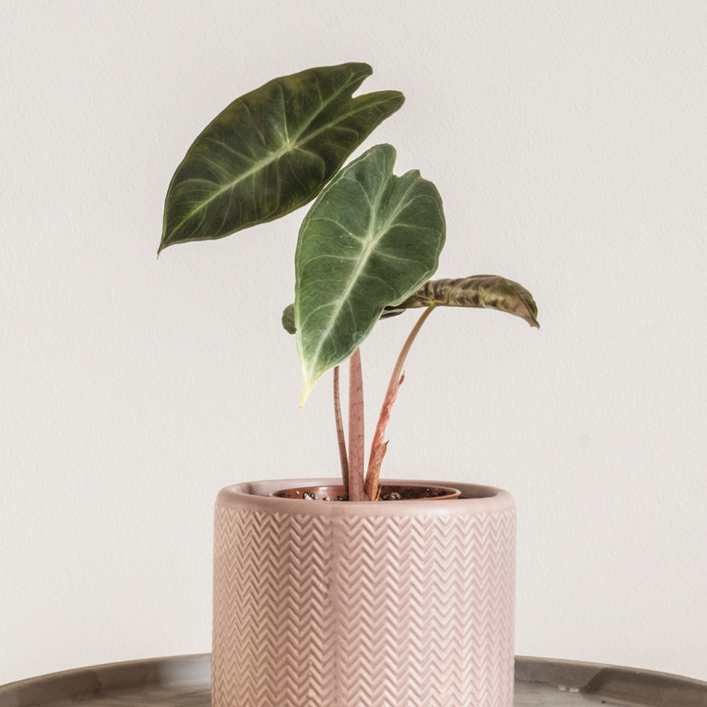 YouGarden Pink Elephant Ear Alocasia Pink Dragon Plant Pot 12cm Image 1