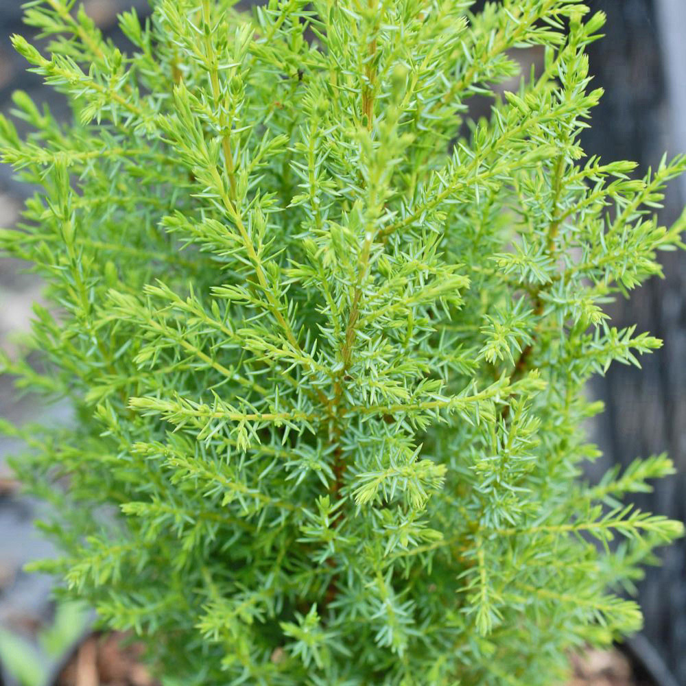 Thompson and Morgan Juniperus Communis Compressa Plant Pot 7.5L Image