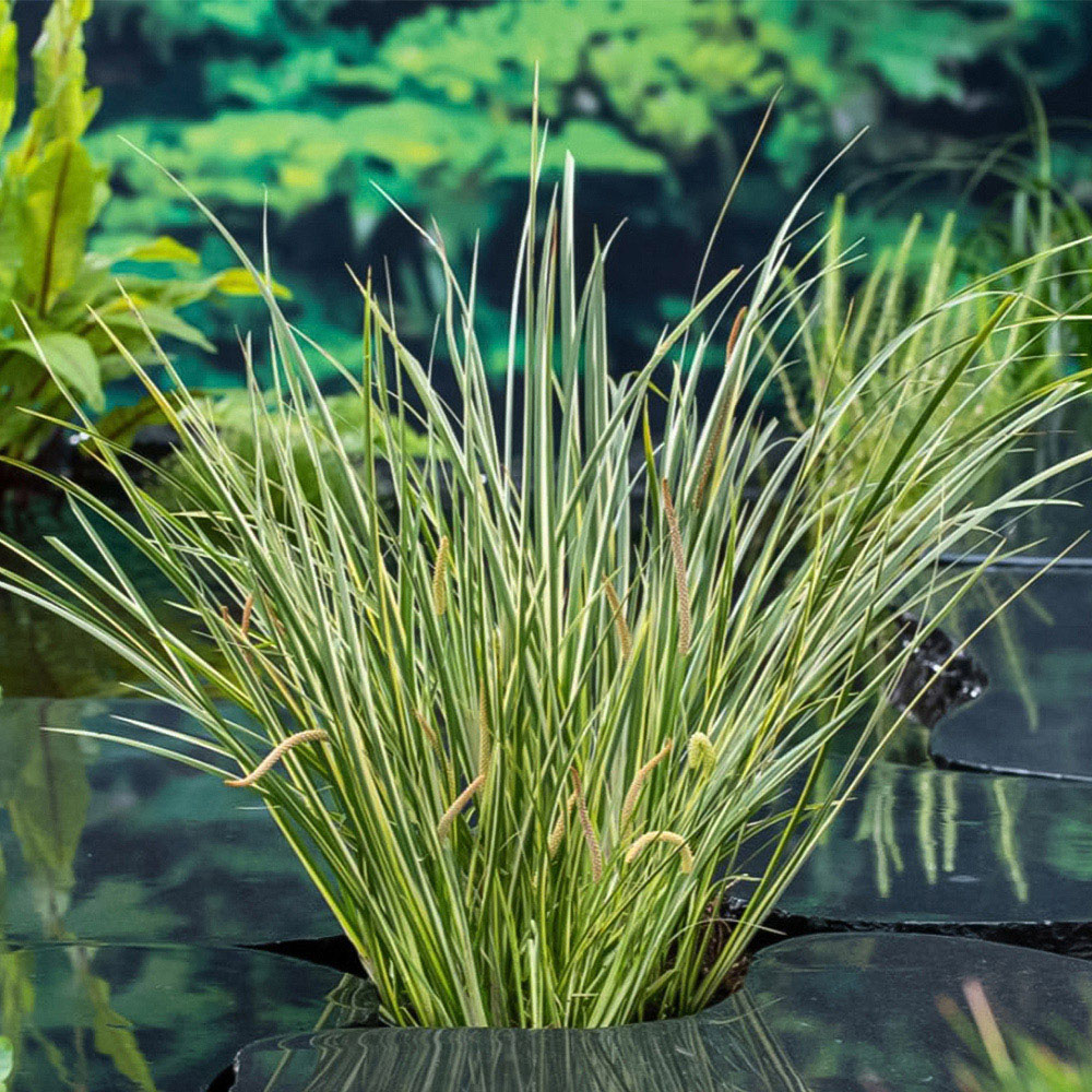 Thompson and Morgan Acorus Gramineus Variegatus Plant Pot 1L 3 Pack Image 1
