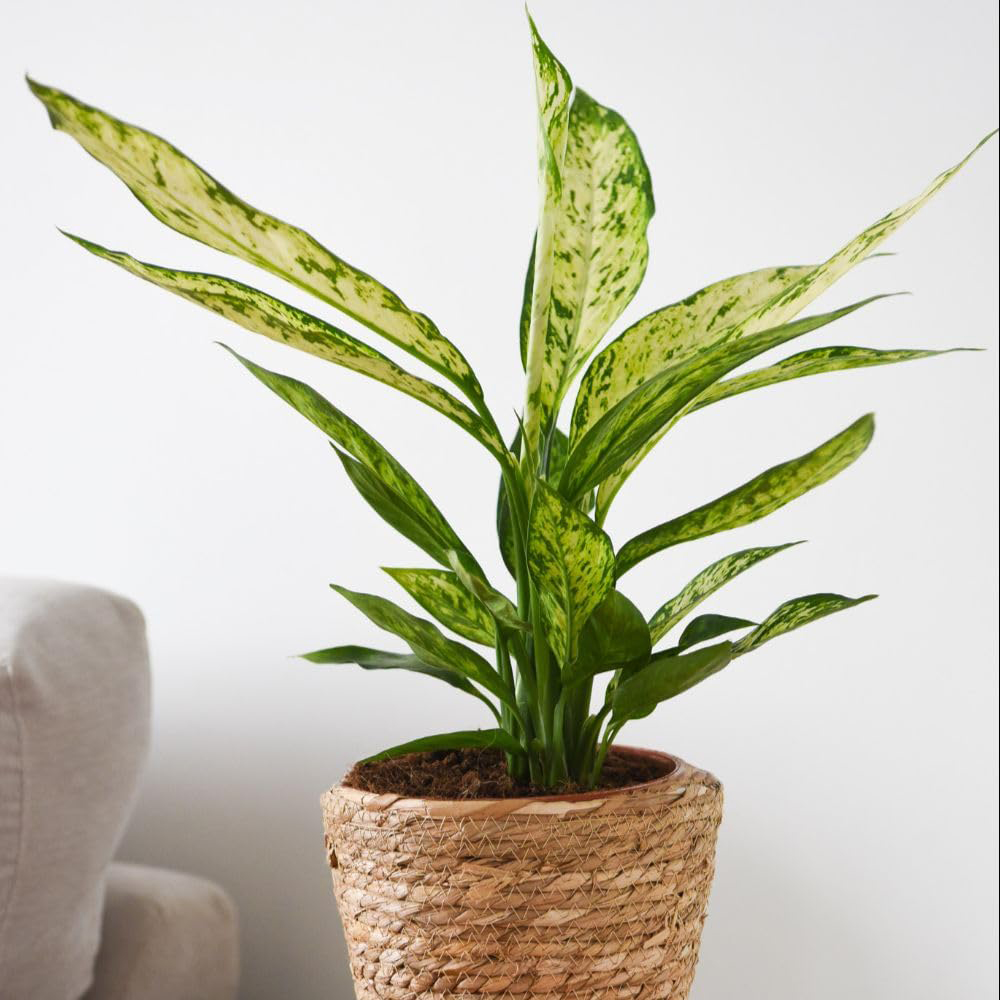 Thompson and Morgan Dieffenbachia Seguine Sublime Plant Pot 17cm 2 Pack Image 1