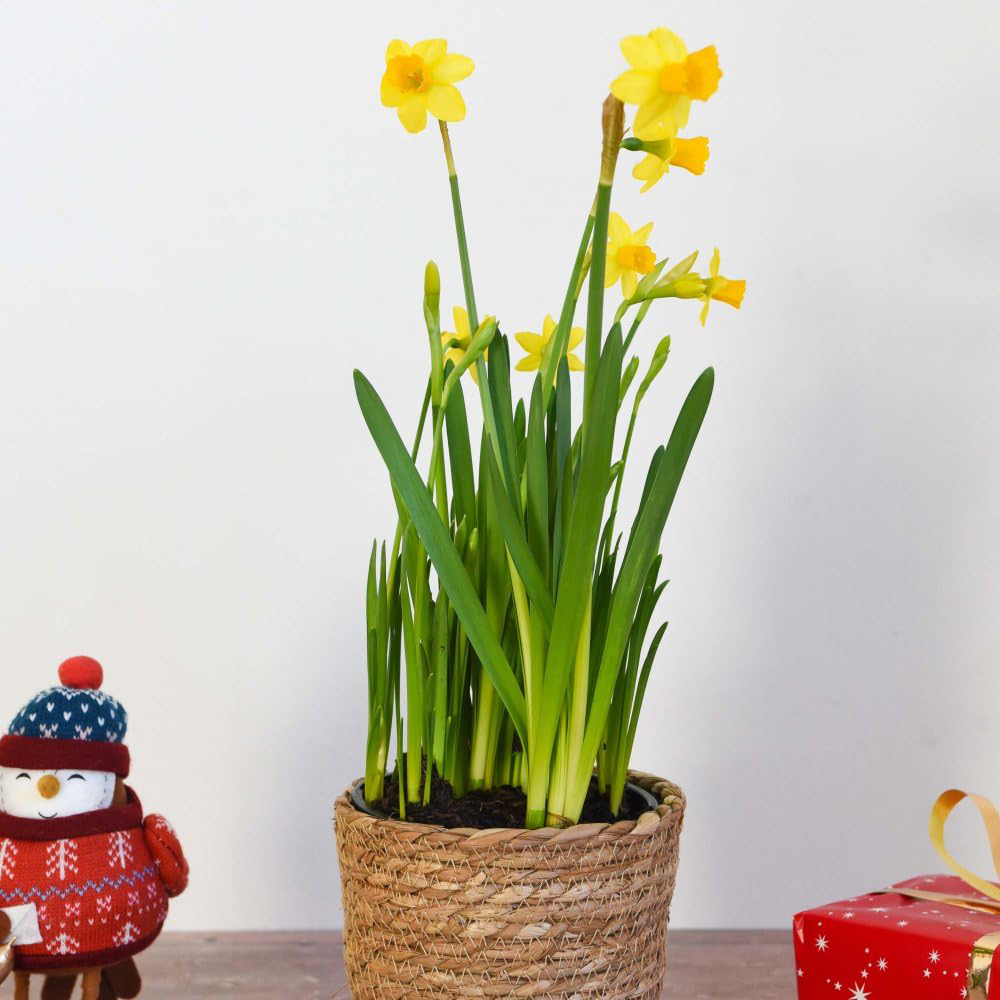 Thompson and Morgan Christmas Gift Narcissus Flower Basket 14cm 2 Pack Image 4