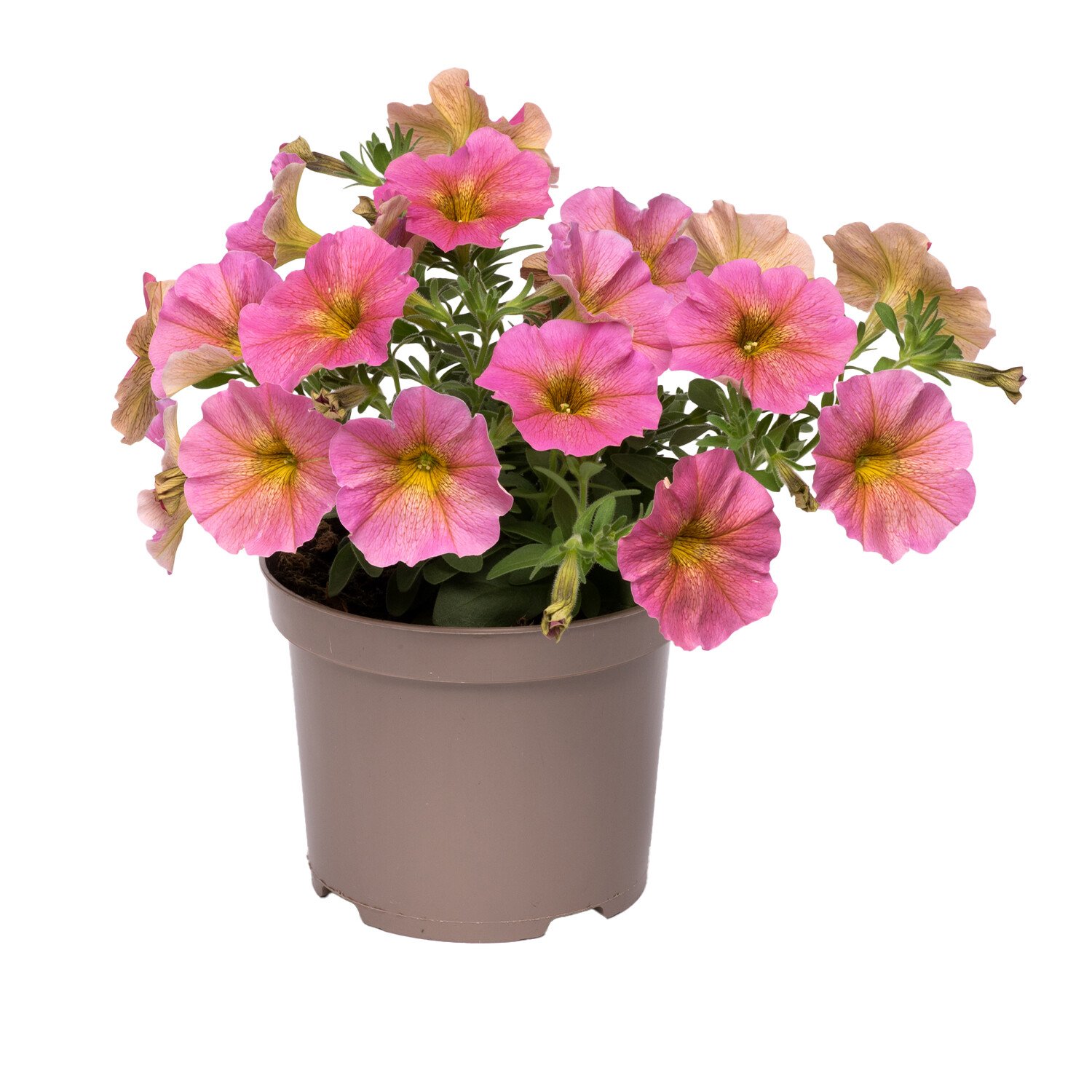 Dry Spots Pink Petchoa Sunray  - Pink Image